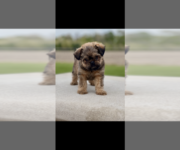 Medium Photo #3 Brussels Griffon Puppy For Sale in NILES, MI, USA