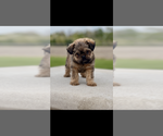 Small #2 Brussels Griffon