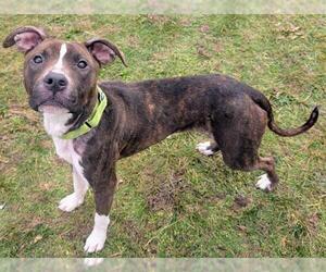 Mutt Dogs for adoption in Akron, OH, USA