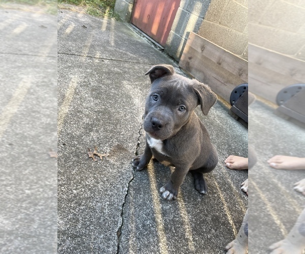 Medium Photo #2 Bullypit-German Shepherd Dog Mix Puppy For Sale in BUFFALO, NY, USA