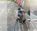 Small Photo #2 Bullypit-German Shepherd Dog Mix Puppy For Sale in BUFFALO, NY, USA