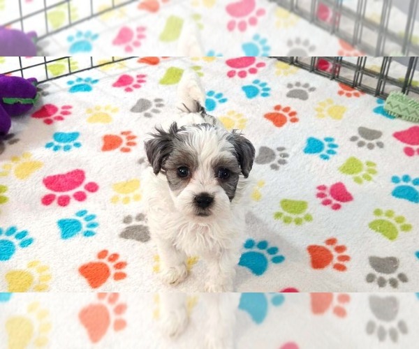 Medium Photo #10 Havapoo Puppy For Sale in ORO VALLEY, AZ, USA