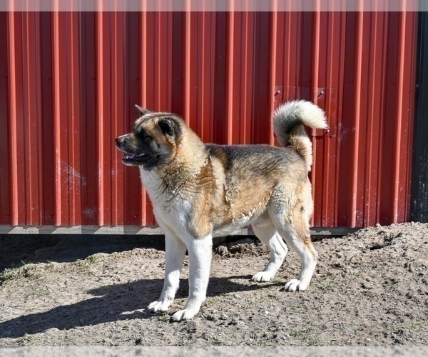 Medium Photo #1 Akita Puppy For Sale in MILLERSBURG, OH, USA