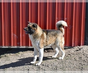 Father of the Akita puppies born on 03/10/2025