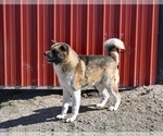 Small Photo #1 Akita Puppy For Sale in MILLERSBURG, OH, USA
