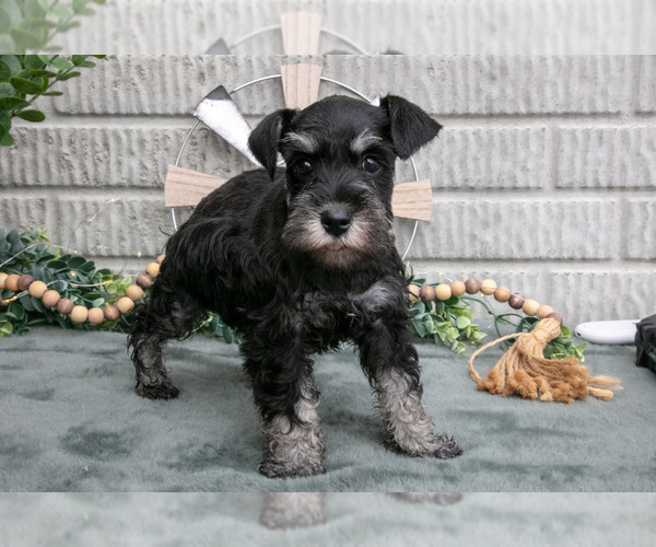 Medium Photo #2 Schnauzer (Miniature) Puppy For Sale in BALTIC, OH, USA