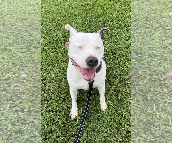 Medium Photo #3 Mutt Puppy For Sale in Oakhurst, NJ, USA