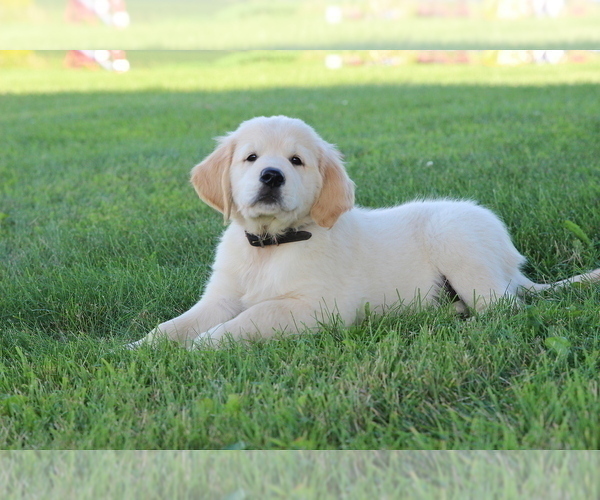 Medium Photo #2 English Cream Golden Retriever Puppy For Sale in GOSHEN, IN, USA