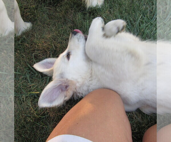 Medium Photo #58 English Cream Golden Retriever Puppy For Sale in NORTHWOOD, OH, USA