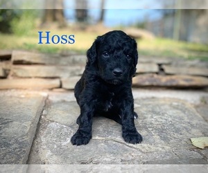 Aussiedoodle-Poodle (Miniature) Mix Puppy for sale in CONWAY, MO, USA