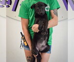Small #5 German Shepherd Dog Mix