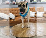 Small #3 Mastiff