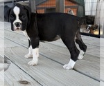 Small #3 Boxer