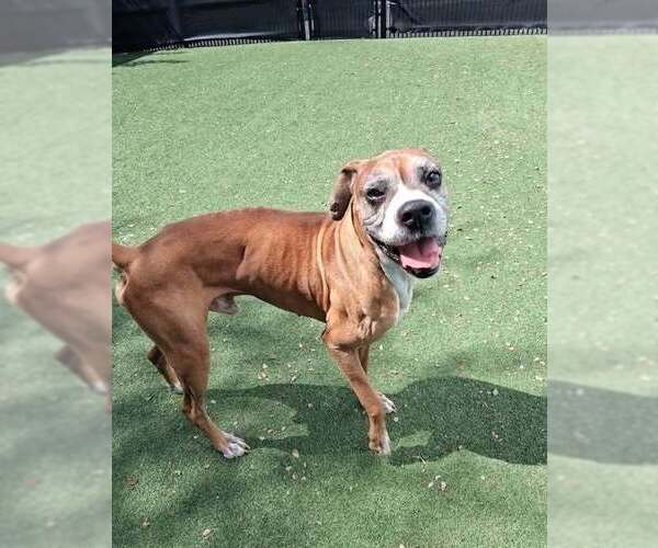 Medium Photo #3 Boxer Puppy For Sale in Austin, TX, USA