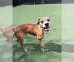 Small Photo #3 Boxer Puppy For Sale in Austin, TX, USA
