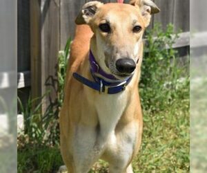 Greyhound Dogs for adoption in Grandville, MI, USA