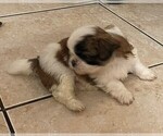 Small Photo #10 Shih Tzu Puppy For Sale in CLEARWATER, FL, USA
