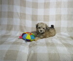 Image preview for Ad Listing. Nickname: Litter of 2