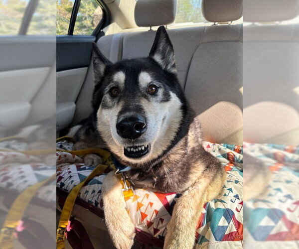 Medium Photo #2 Gerberian Shepsky Puppy For Sale in Waterford, VA, USA