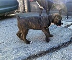Small #2 America Bandogge Mastiff