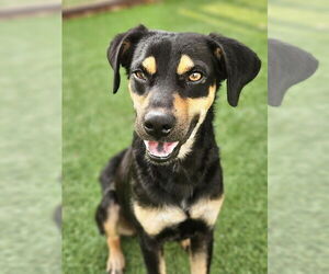 Mutt Dogs for adoption in oakland, FL, USA