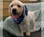 Small #2 Labrador Retriever