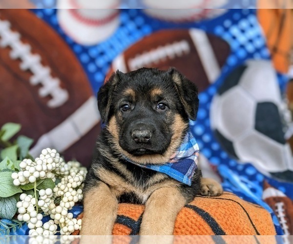 Medium Photo #6 German Shepherd Dog Puppy For Sale in GLEN ROCK, PA, USA