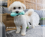 Small Photo #9 Havanese Puppy For Sale in SYRACUSE, IN, USA