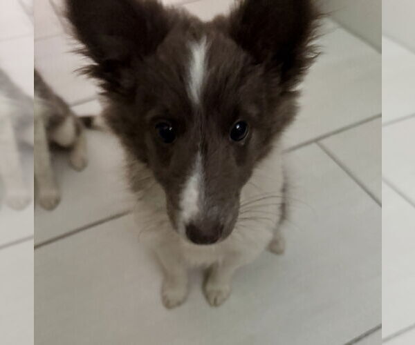 Medium Photo #2 Mutt Puppy For Sale in Newport Beach, CA, USA