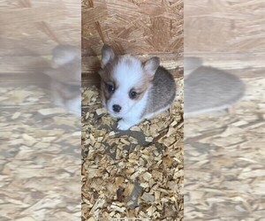 Pembroke Welsh Corgi Puppy for sale in ORONOGO, MO, USA