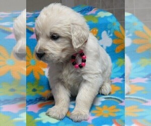 English Cream Golden Retriever Puppy for Sale in TWO RIVERS, Wisconsin USA