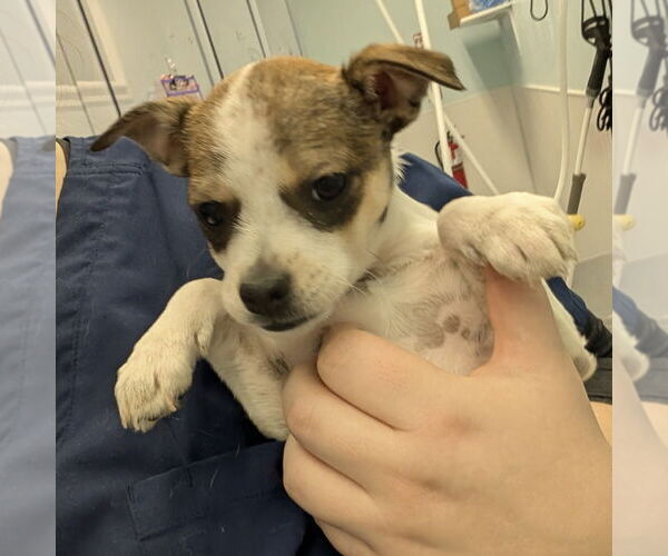 Medium Photo #1 Mutt Puppy For Sale in Chico, CA, USA