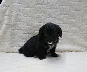 Pembroke Welsh Corgi-Poodle (Miniature) Mix Puppy for sale in FRESNO, OH, USA