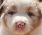 Small #7 Australian Shepherd