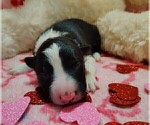 Small Photo #37 Border Collie Puppy For Sale in NORBORNE, MO, USA