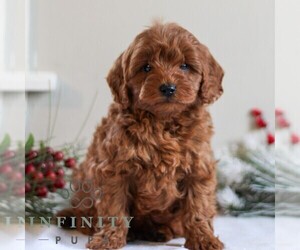 Goldendoodle (Miniature) Puppy for sale in LITITZ, PA, USA