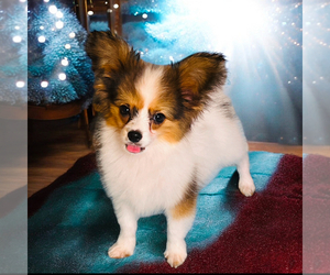 Papillon Puppy for sale in DRY PRONG, LA, USA