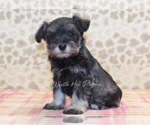 Schnauzer (Miniature) Puppy for sale in DENVER, PA, USA