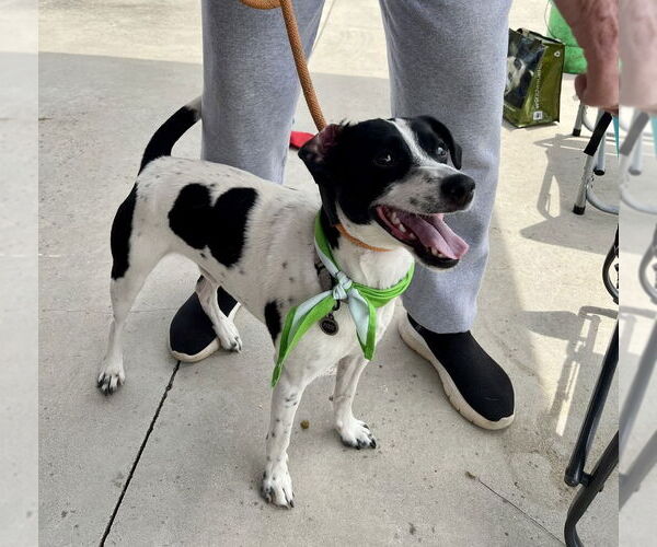 Medium Photo #27 Jack Russell Terrier-Unknown Mix Puppy For Sale in Mooresville, NC, USA