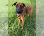 Small #1 German Shepherd Dog Mix