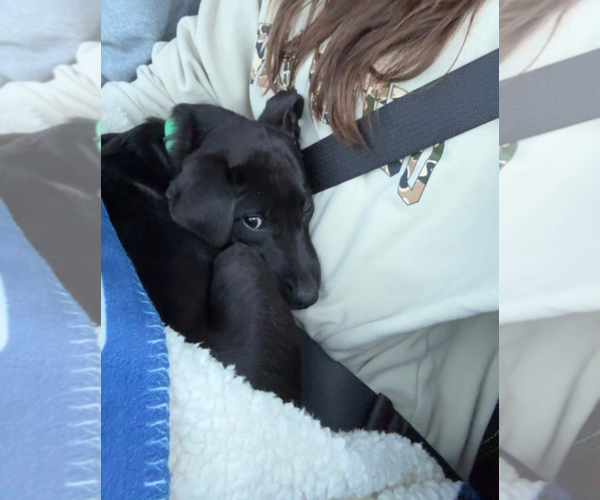 Medium Photo #3 Labrador Retriever-Unknown Mix Puppy For Sale in Holly Springs, NC, USA
