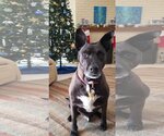 Small #1 American Pit Bull Terrier-Labrador Retriever Mix