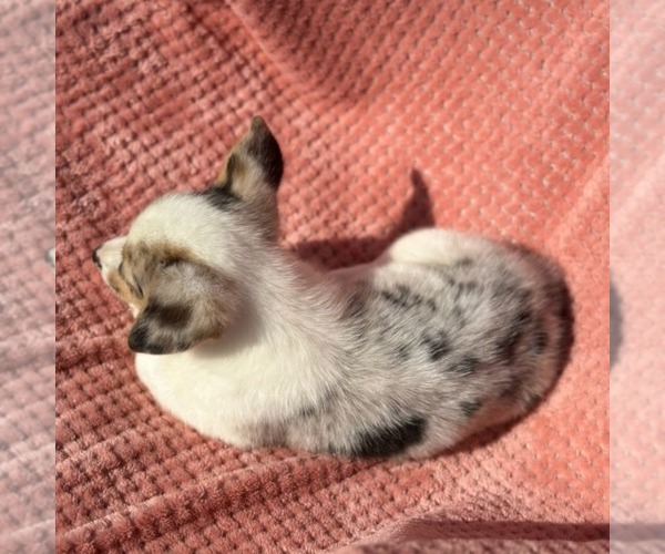 Medium Photo #2 Pembroke Welsh Corgi Puppy For Sale in MECHANICSVILLE, MD, USA