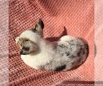 Small #1 Pembroke Welsh Corgi
