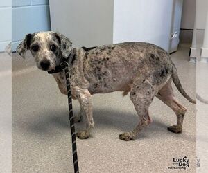 Gray Ears - Male Aussiedoodle Miniature  Dog for Adoption - Photo #3