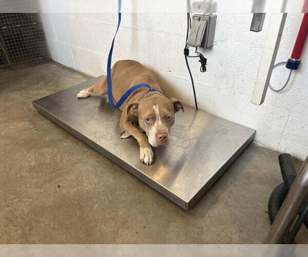 Medium Photo #1 Mutt Puppy For Sale in Corona, CA, USA