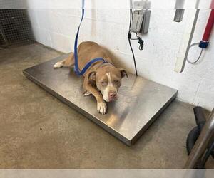 Mutt Dogs for adoption in Corona, CA, USA