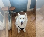 Small Photo #1 Alaskan Husky Puppy For Sale in EXETER, RI, USA