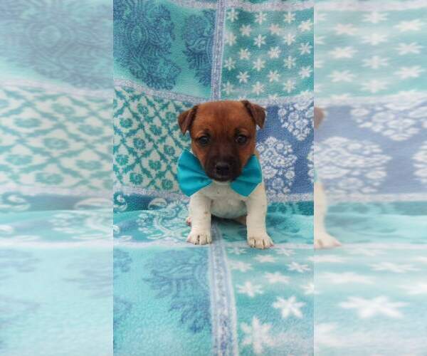 Medium Photo #2 Jack Russell Terrier Puppy For Sale in HONEY BROOK, PA, USA