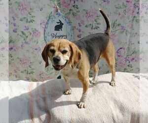 Louie-He's got a sponsor! - Male Puggle Dog for Adoption - Photo #3